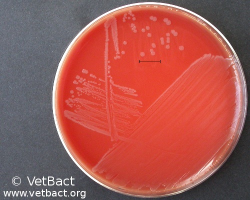 <i>Mannheimia granulomatis</i>