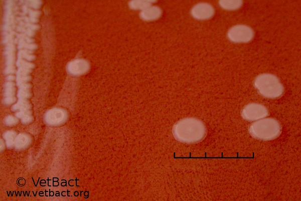 <i>Mannheimia granulomatis</i>