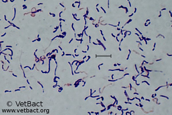 <i>Erysipelothrix rhusiopathiae</i>