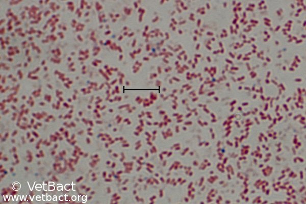 <i>Mannheimia granulomatis</i>