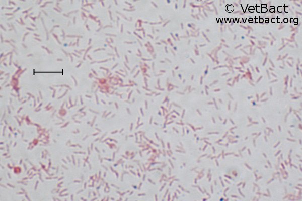 Bartonella henselae