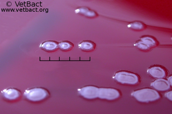 <i>Pseudomonas aeruginosa</i>