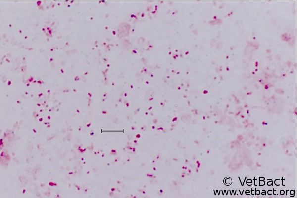 <i>Mannheimia haemolytica</i>