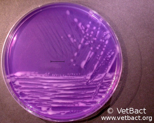 <i>Rhodococcus hoagii</i>