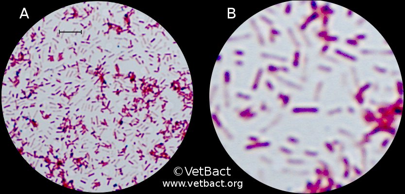 <i>Pseudomonas aeruginosa</i>