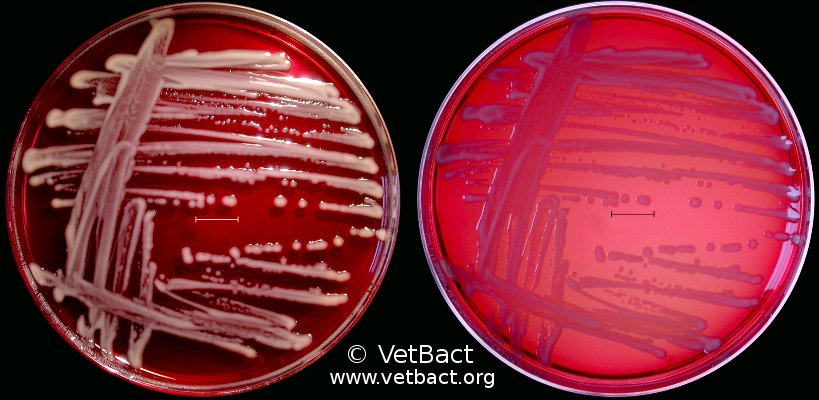 <i>Klebsiella pneumoniae</i> subsp. <i>pneumoniae</i>