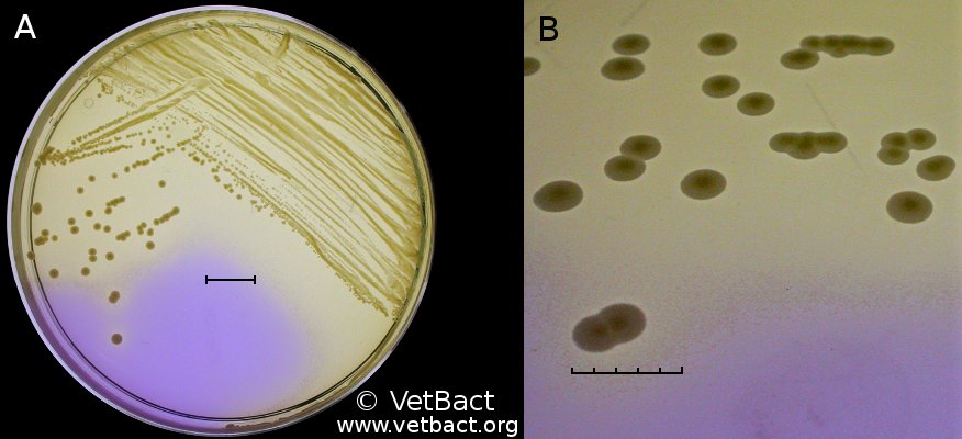 <i>Staphylococcus pseudintermedius</i>