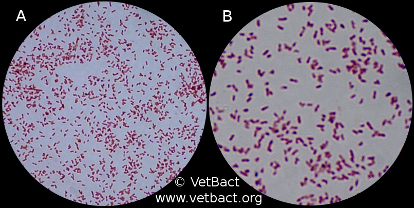 <i>Bordetella bronchiseptica</i>