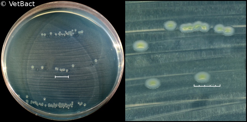 <i>Proteus vulgaris</i>