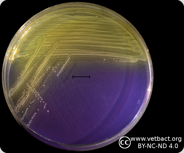 <i>Enterococcus faecalis</i>