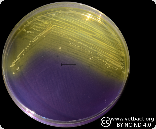 Enterococcus faecium