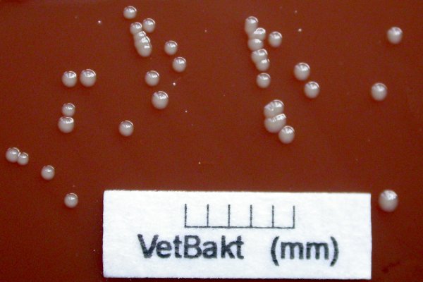 Taylorella equigenitalis