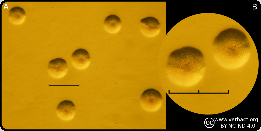 <i>Mesomycoplasma hyopneumoniae</i>