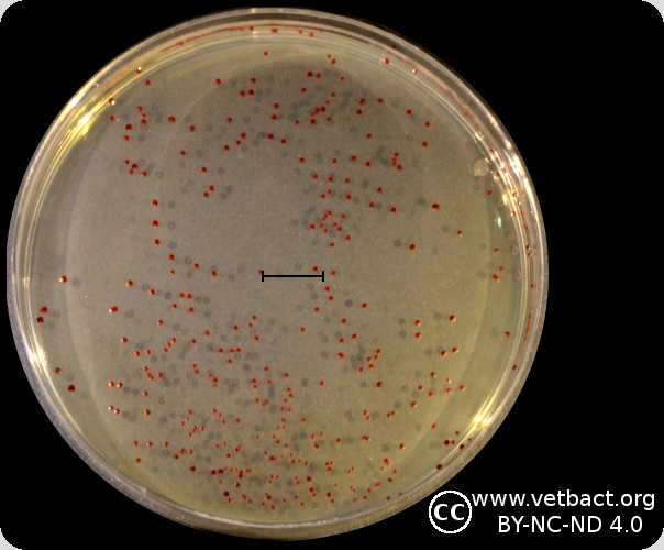 <i>Enterococcus faecalis</i>