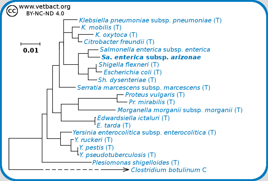 Salmonella enterica subsp. arizonae