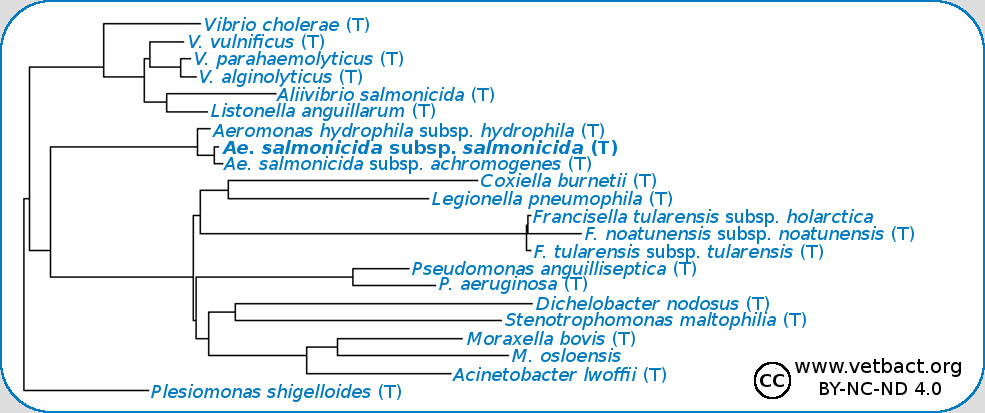<i>Aeromonas salmonicida</i> subsp. <i>salmonicida</i>