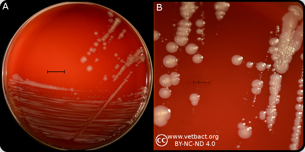 Neisseria animaloris