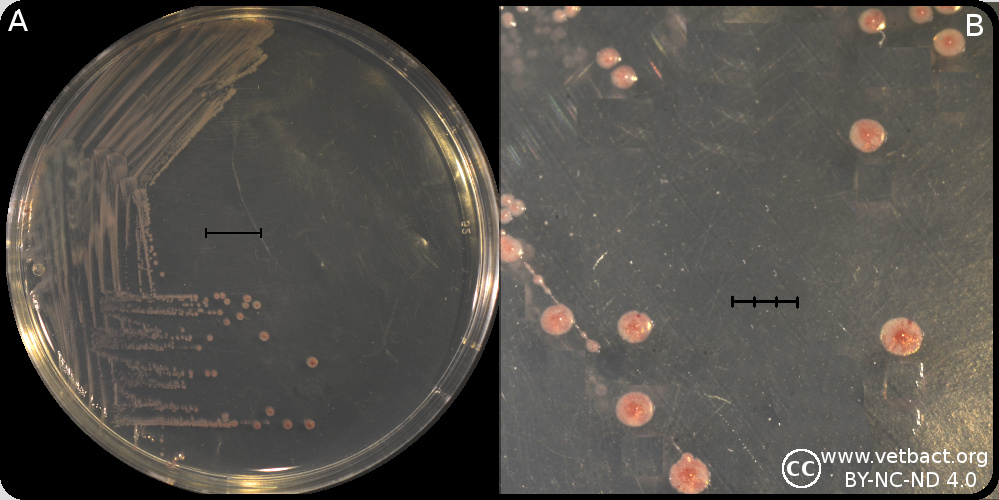 Enterococcus hirae