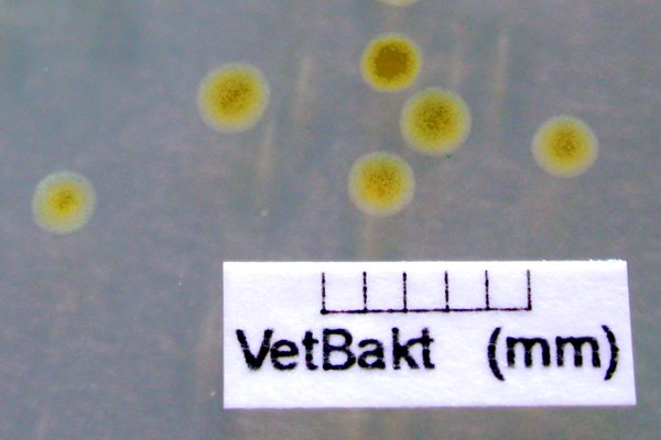 <i>Flavobacterium psychrophilum</i>