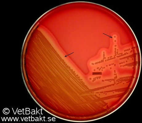 <i>Staphylococcus pseudintermedius</i>