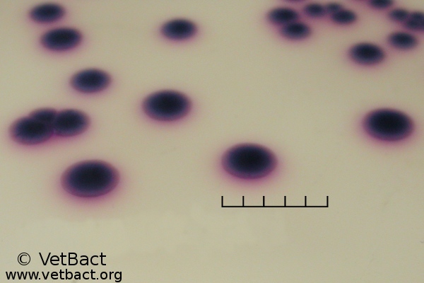 <i>Escherichia coli</i>
